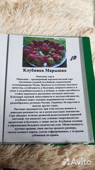 Саженцы клубники Азия,Фурор,Клери,Эми и т.д