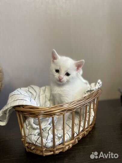 Котенок девочка в добрые руки