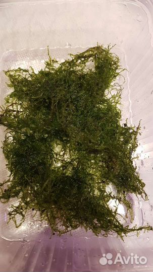 Растения для аквариума