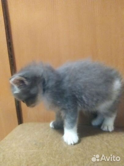 Кошки бесплатно