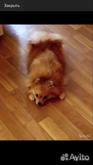 Щенок мини шпица