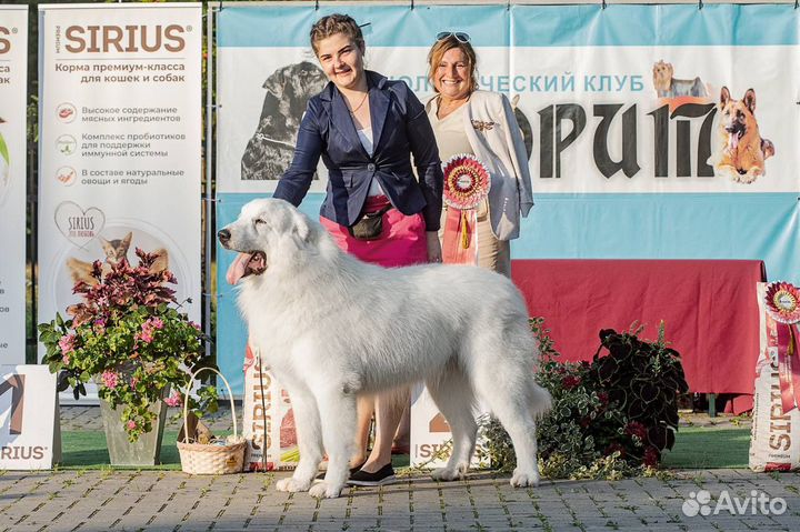 Услуги хендлера