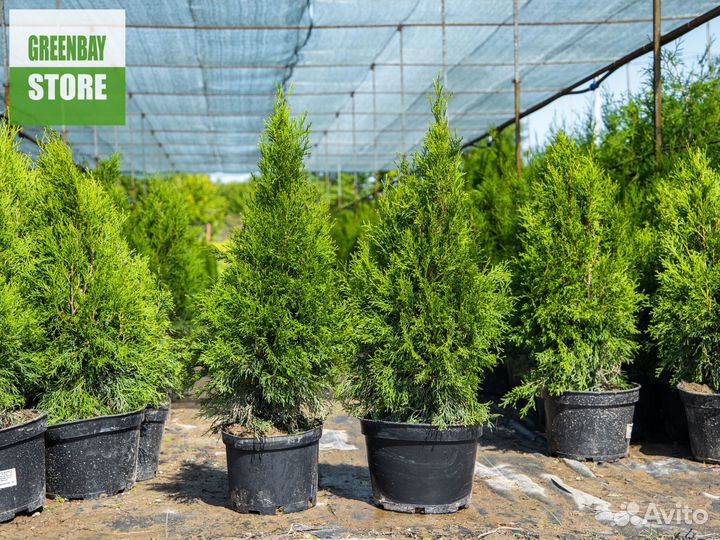 Туи смарагд 80 см свежая копка 2023