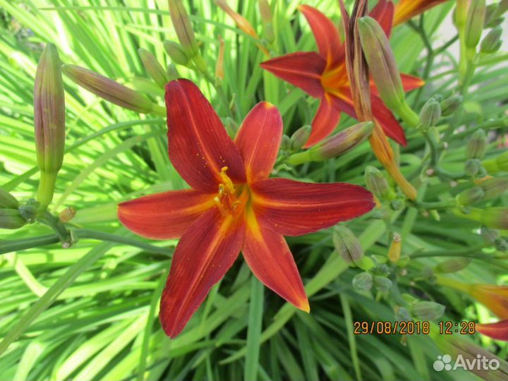 Растения для дачи