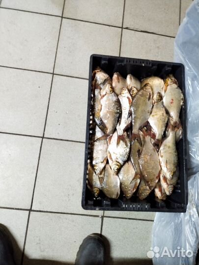 Свежая рыба судак,синец,плотва, чехонь