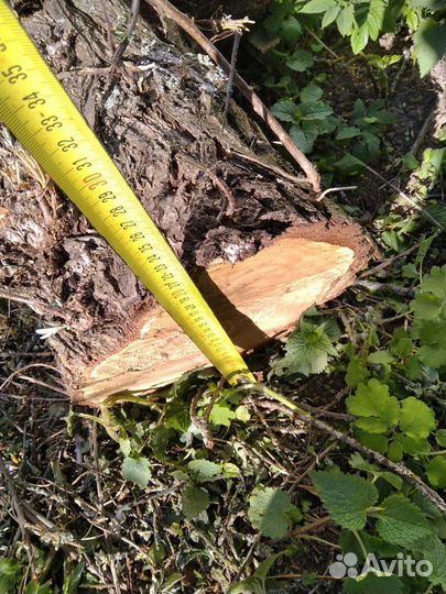 Облепиха спил, древесина, бревно