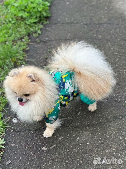 Пошив одежды для собак