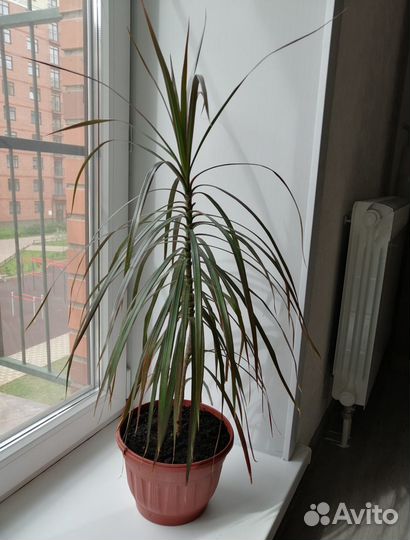 Драцена (№2)