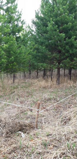 Участок 8 сот. (СНТ, ДНП)