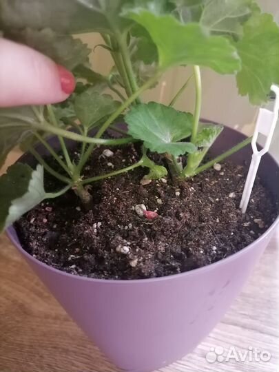 Пеларгония герань