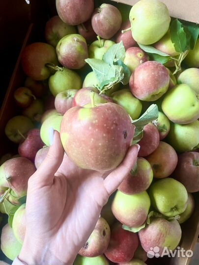 Яблоко второй сорт