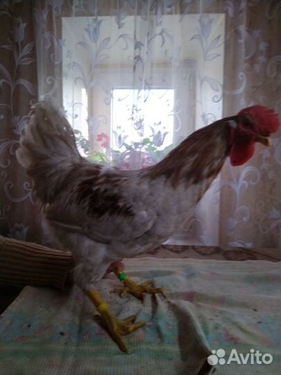 Молодые петухи
