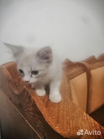 Кошка невская маскарадная котята