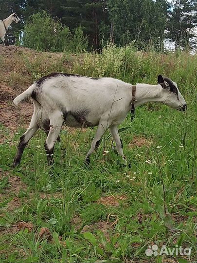 Коза дойная
