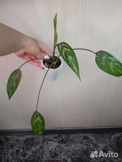 Калатеи, аглаонемы