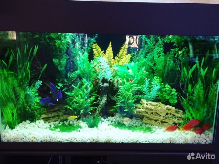 Обслуживание (чистка) аквариума