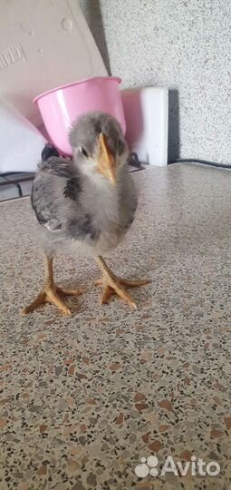 Цыплята несушки