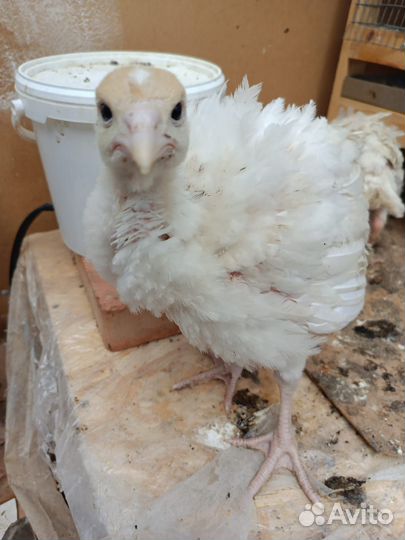 Мясо домашней индейки