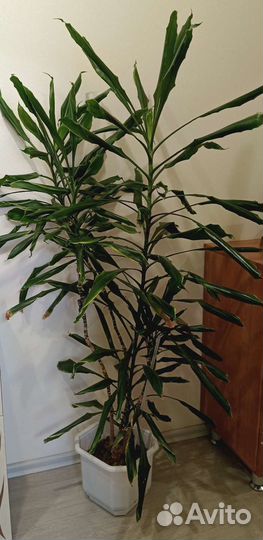 Пальма драцена