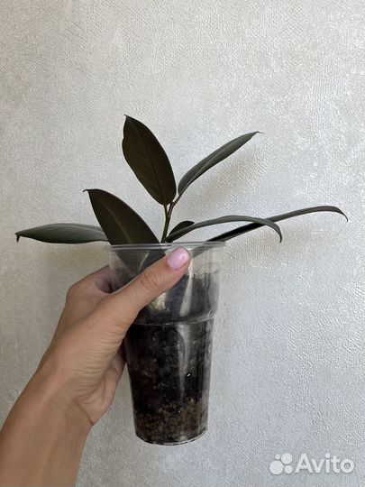 Фикус каучуконосный