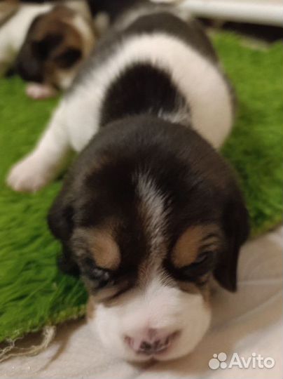 Щенки Бигль мальчик и девочка