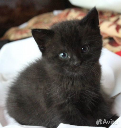 Отдам в добрые руки