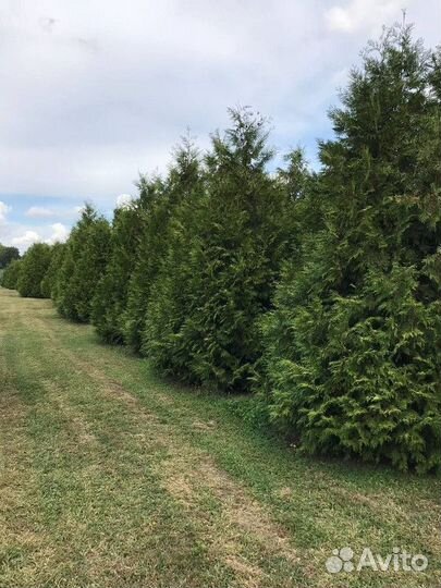 Ель Голубая колючая, крупномер