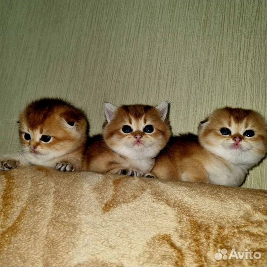 Шотландские котята