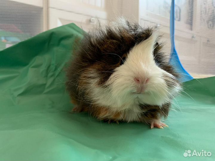 Морская свинка с клеткой