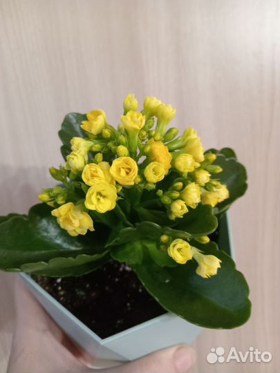 Каланхоэ цветущий