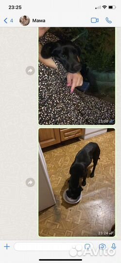 Найдена собака