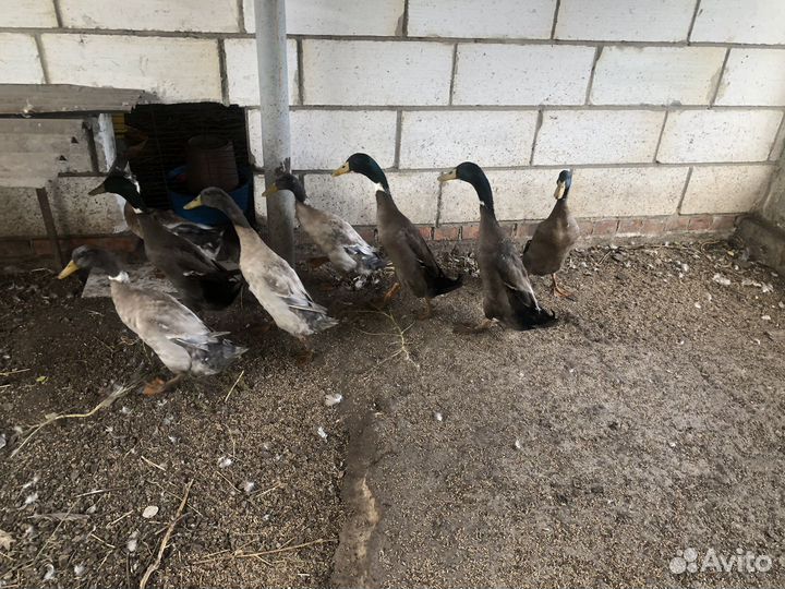 Утки индийский бегунок