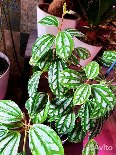 Пилея Кадиеро