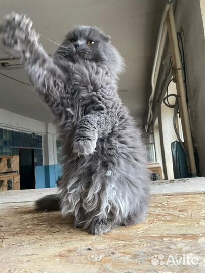 Кот в добрые руки