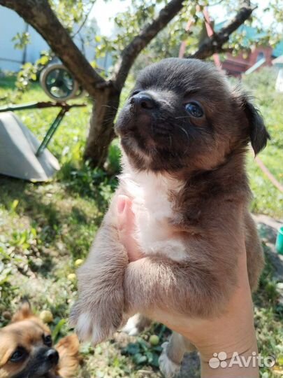 Щенки чихуахуа