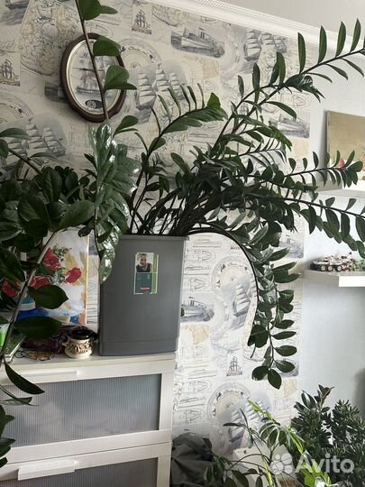 Цветы домашние в горшках