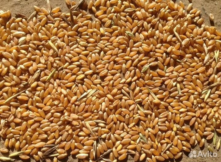 Ячмень, Пшеница