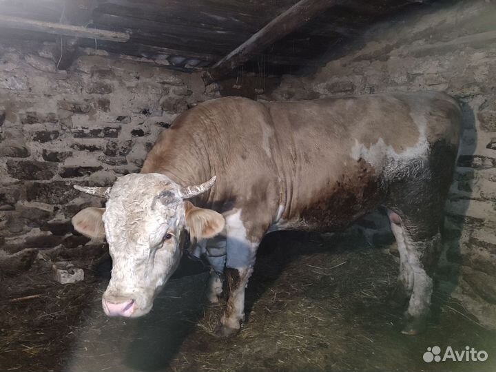 Бык и корова