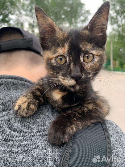 Кошечка в добрые руки