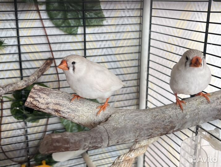 Амадины зебровые