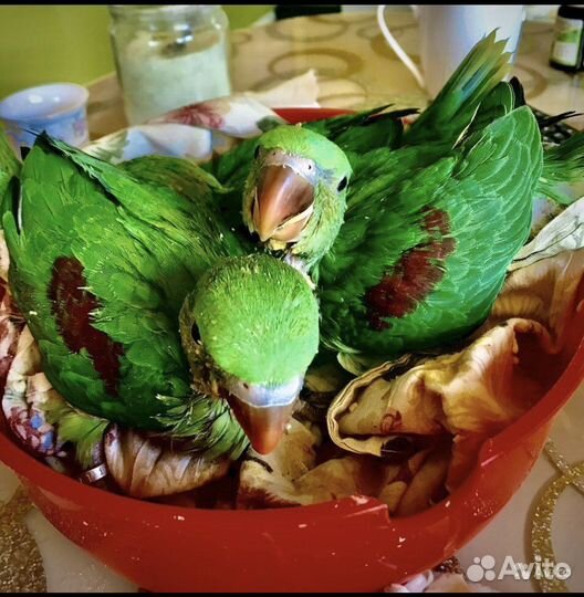 Александрийские попугаи птенцы выкормыши