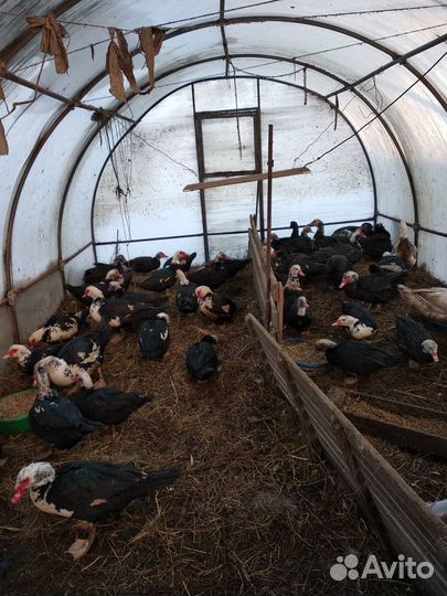 Продам индоуток, петушков