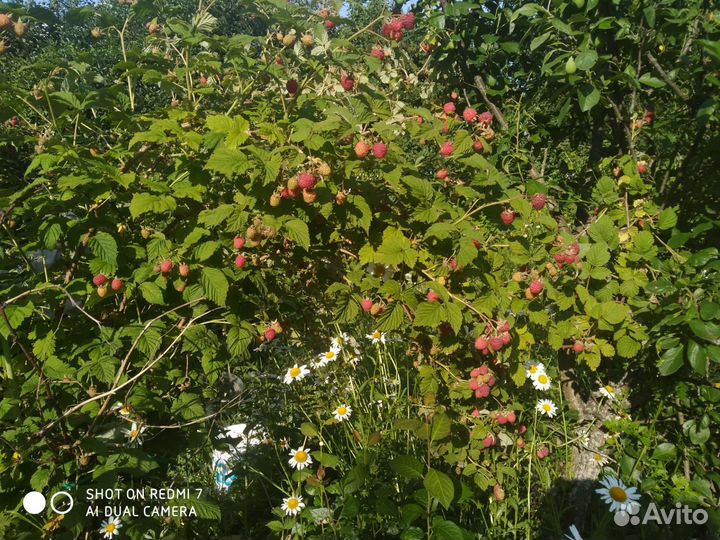 Кусты ежевики