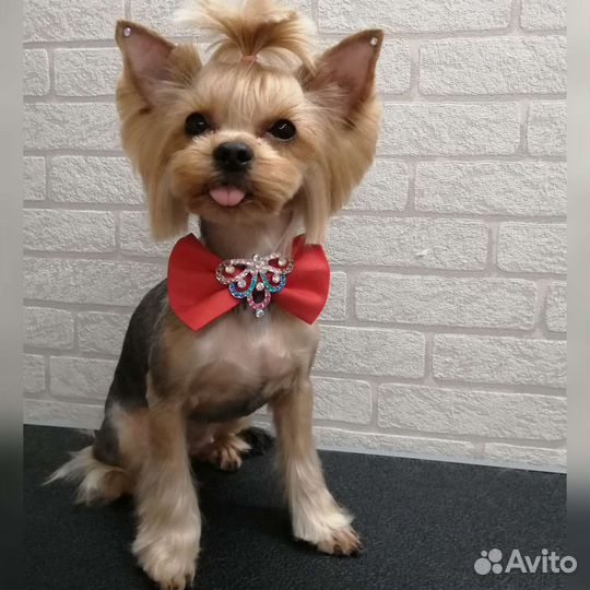 Стрижка собак и кошек(груминг животных)