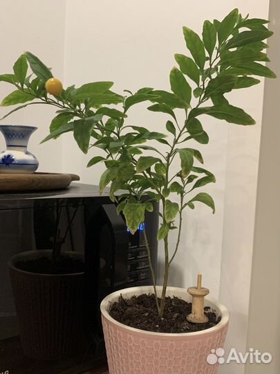 Паслен комнатный (соланум)