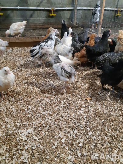 Цыплята подрощенные