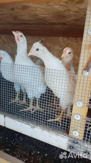 Цыплята несушки