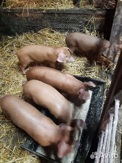 Поросята