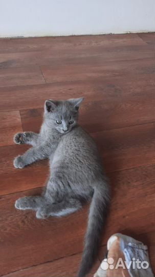 Кошка