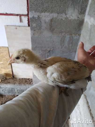 Цыплята породистые